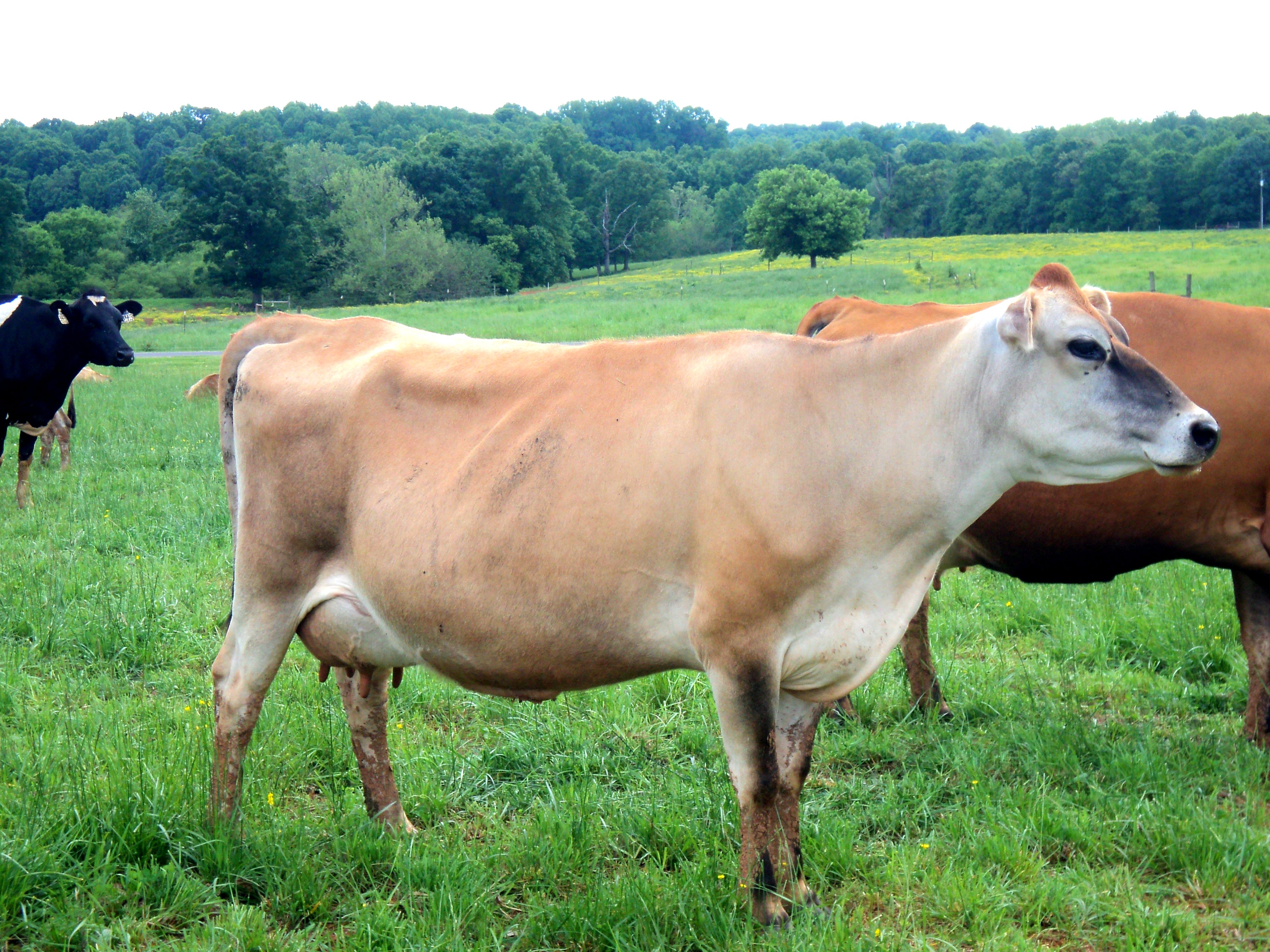 Джерсейская порода купить. Джерсейская порода коров. Джерсейская порода Быков. Порода коров джерси. Джерсейская молочная порода.