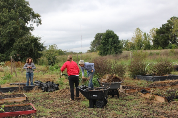 Farm Manager Marisa and new apprentices Kayla and Caroline at work in Dillard Academy school garden!