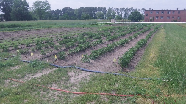 Our lovely red potato crops