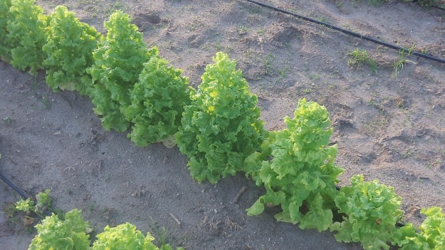 No, we're not growing Christmas trees, these are lettuces making a last ditch effort to go to seed.