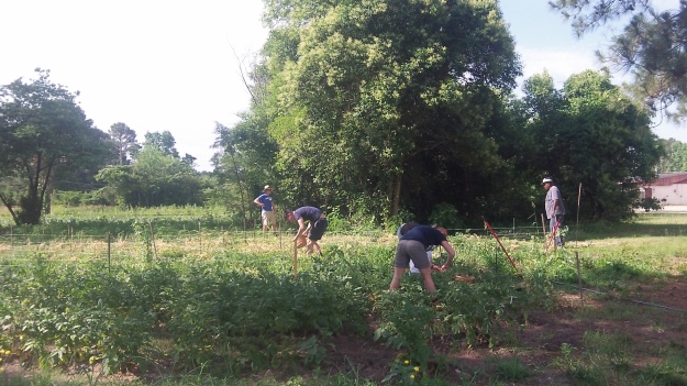 Some of the interns help with a sugar pea harvest at the Washington Park Community Garden