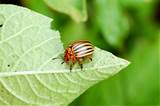 are enjoyed by all, including the voracious Colorado Potato Beetle, shown here chomping away in its adult stage
