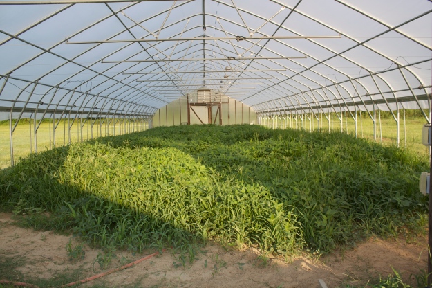high tunnel cover crop