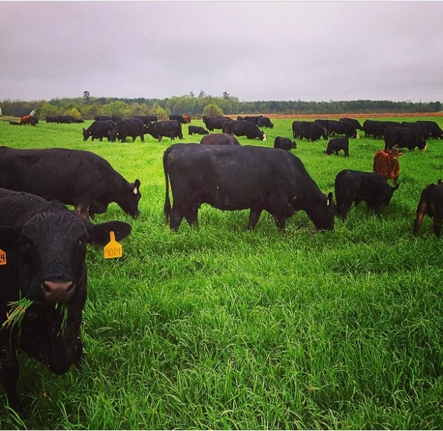 Happy cows just moved to some fresh, lush rye grass.