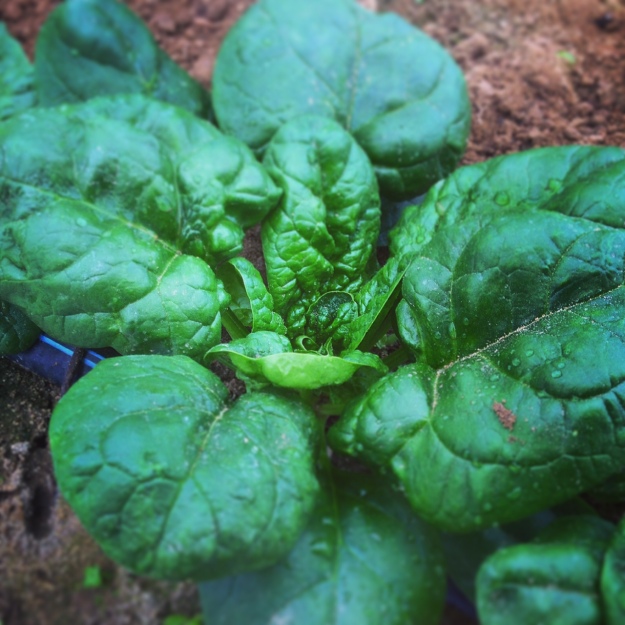 Emperor spinach in cool-season high tunnel.