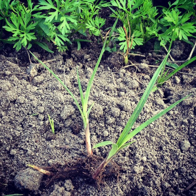 Uprooted nutsedge with unusually weed-free carrots growing behind.