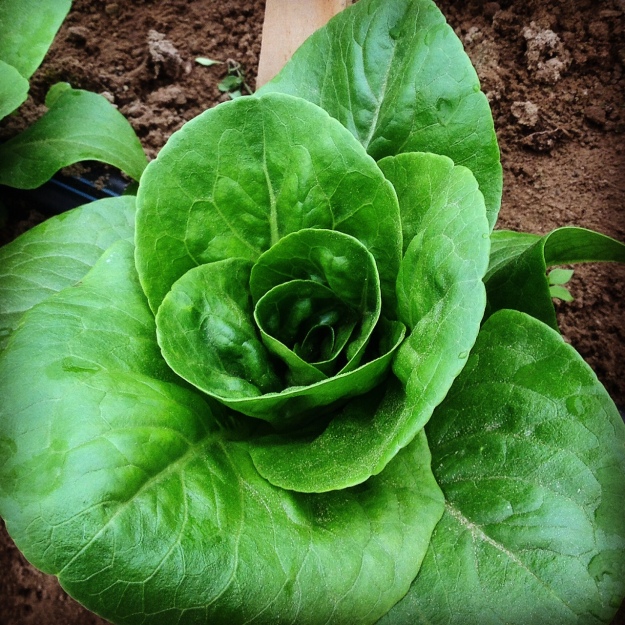 Ready-to-harvest Spretnak lettuce in our cool-season high tunnel.