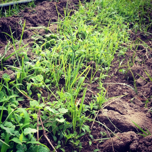 Supposed to be a row of carrots- if you can spot carrot sprouts amongst the henbit and nutsedge, you have a good eye. 