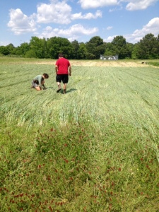 Marisa and Justin in the freshly crimped rye and clover field, where we will plant summer annual vegetables. 