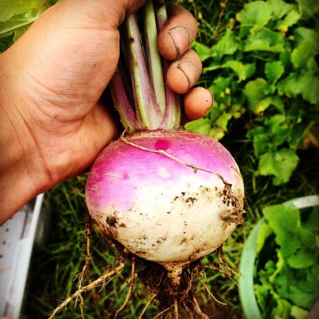 A gorgeous Purple Top turnip.