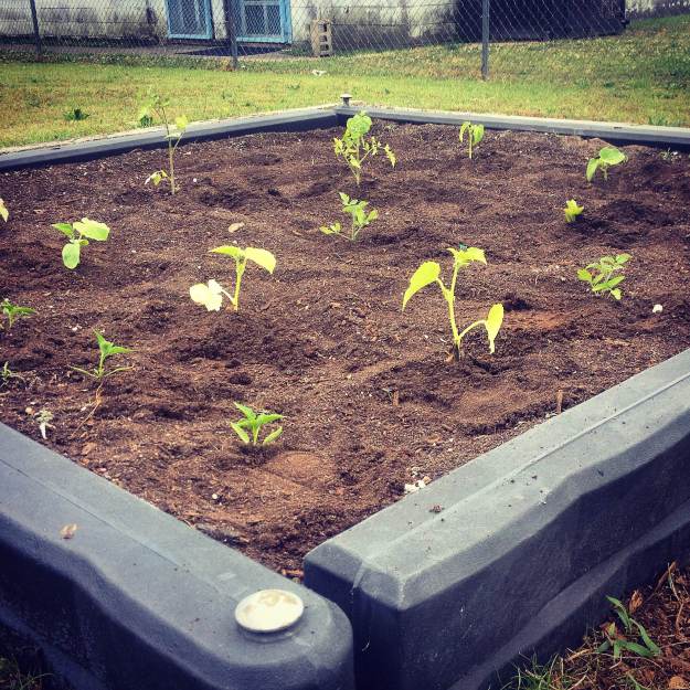 Peppers, cucumbers, tomatoes, Malabar spinach, and okra in a bed at the W.A. Foster Center.