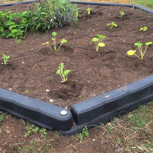 Watermelon, squash, zucchini, cantaloupe, and zinnias in another bed.