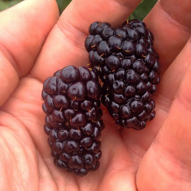Enormous Natchez blackberries.