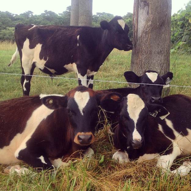 The steer crew relaxing in the shade.