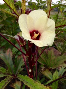Crimson okra flower
