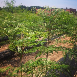 Our little moringa forest.