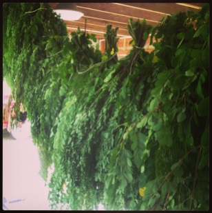 Moringa leaves hanging to dry